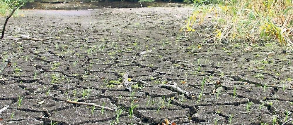 Wasser weg. Die Linke-Fraktion will die Düsteren Teiche retten.
