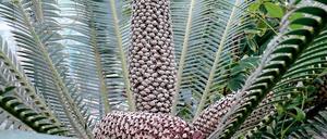 Nacktsamer. Die Samen des Palmfarns sind nicht von Früchten umhüllt.