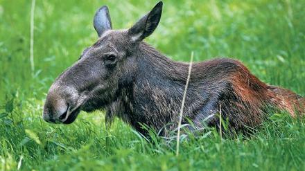 Welch ein Elch! Dieses Tier lebt allerdings nicht an der Autobahn, sondern im Wildpark Groß Schönebeck.