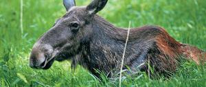 Welch ein Elch! Dieses Tier lebt allerdings nicht an der Autobahn, sondern im Wildpark Groß Schönebeck.