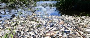 Fischsterben im Machnower See.