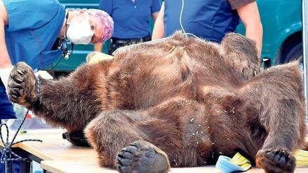 Problem-Zahn. Braunbär Igor während der OP im Wildpark.