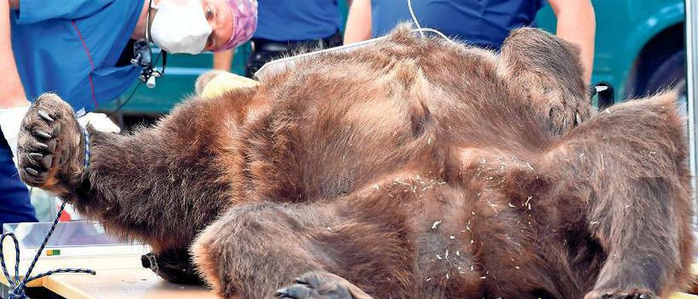 Problem-Zahn. Braunbär Igor während der OP im Wildpark.