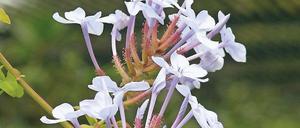 Klebrige Pracht. Wie der Bleiwurz zu seinem Namen kam, ist nicht ganz klar.