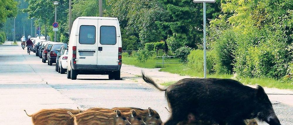 Vor dem Gartentor abgestellte Müllbeutel, Essensreste auf dem Kompost oder frisch gesteckte Blumenzwiebeln locken Wildschweine immer wieder weit in dicht besiedelte Ortschaften. Beim Stöbern nach Essbarem verursachen die Tiere jedoch nicht selten erhebliche Schäden.