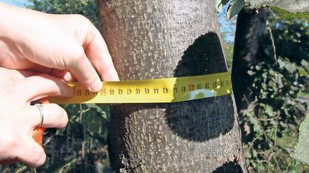 Maß genommen. Dieser Baum könnte gefällt werden.