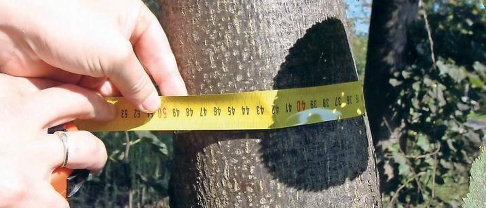 Maß genommen. Dieser Baum könnte gefällt werden.