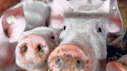 Bio für die Hauptstadt. Der Bio-Landhof Schmerwitz erzeugt unter anderem Bio-Wurstwaren, Bio-Eier, frische Bio-Nudeln und Säfte, die er selbst vermarktet oder über die Werder Frucht an Berliner Verbraucher liefert.