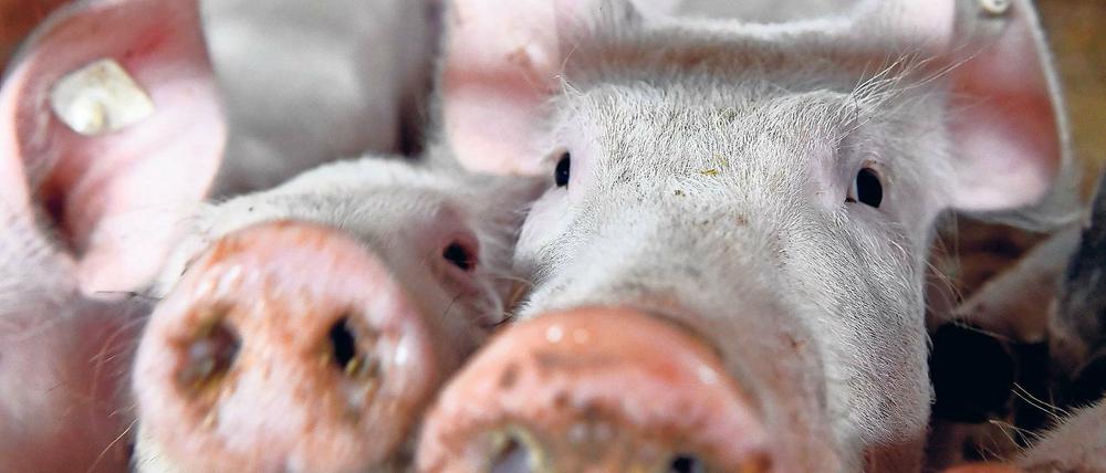 Bio für die Hauptstadt. Der Bio-Landhof Schmerwitz erzeugt unter anderem Bio-Wurstwaren, Bio-Eier, frische Bio-Nudeln und Säfte, die er selbst vermarktet oder über die Werder Frucht an Berliner Verbraucher liefert.