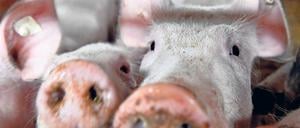 Bio für die Hauptstadt. Der Bio-Landhof Schmerwitz erzeugt unter anderem Bio-Wurstwaren, Bio-Eier, frische Bio-Nudeln und Säfte, die er selbst vermarktet oder über die Werder Frucht an Berliner Verbraucher liefert.