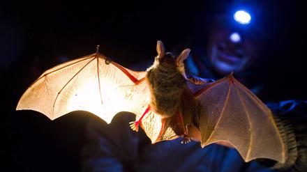 In der Nacht vom 27. August finden auch Veranstaltungen in Brandenburg zur Internationalen Fledermausnacht statt.