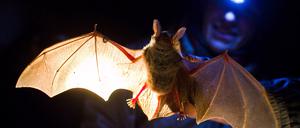 In der Nacht vom 27. August finden auch Veranstaltungen in Brandenburg zur Internationalen Fledermausnacht statt.