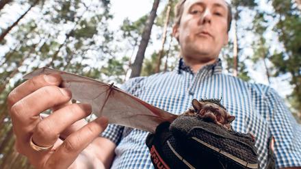 Bedrohte Flattertiere. Christian Voigt vom Leibniz-Institut für Zoo- und Wildtierforschung mit einer Fledermaus der Art Großer Abendsegler. Forscher schätzen, dass jährlich etwa eine Viertelmillion Fledermäuse an Windrädern sterben.