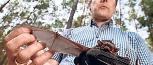 Bedrohte Flattertiere. Christian Voigt vom Leibniz-Institut für Zoo- und Wildtierforschung mit einer Fledermaus der Art Großer Abendsegler. Forscher schätzen, dass jährlich etwa eine Viertelmillion Fledermäuse an Windrädern sterben.