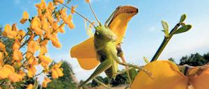 Schau mir in die Augen, Kleines. Heuhüpfer in der Heide.