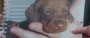 Die Dackeldame Bonnie soll nun endlich wieder nach Brandenburg kommen.