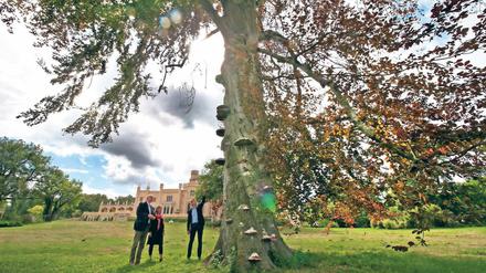 Forschungsobjekt. Der Park Babelsberg ist wegen seiner Bodenbeschaffung besonders interessant für die interdisziplinäre Arbeitsgruppe „Historische Gärten im Klimawandel“ – Michael Rohde, Christiane Salge und Bernd Uwe Schneider begutachten Schäden an der Blutbuche.