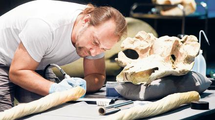 Was die Welt im Innersten zusammenhält. Michael Hofreiter vom Institut für Biochemie und Biologie an der Universität Potsdam ist Gen-Forscher. Ihn interessieren aber nicht nur Menschen, sondern vor allem auch Tiere – wie etwa dieser Narwal, aus dessen Schädel er eine Probe nimmt.