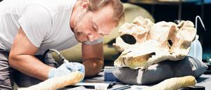 Was die Welt im Innersten zusammenhält. Michael Hofreiter vom Institut für Biochemie und Biologie an der Universität Potsdam ist Gen-Forscher. Ihn interessieren aber nicht nur Menschen, sondern vor allem auch Tiere – wie etwa dieser Narwal, aus dessen Schädel er eine Probe nimmt.