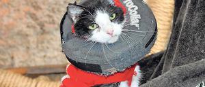 Arm dran. Wärmeflaschenbezüge dienen als Kratzschutz.