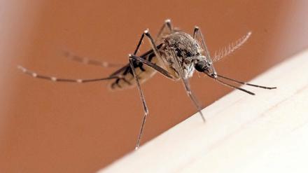 Meist harmlos. Im Gegensatz zu den Stechmücken, deren Stiche weniger Schmerzen verursachen, sind Kriebelmücken und Gnitzen besonders fies.