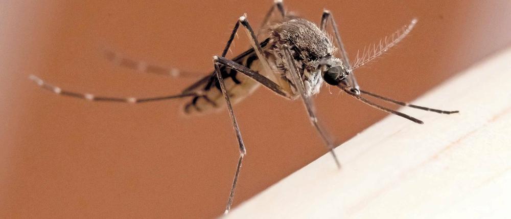 Meist harmlos. Im Gegensatz zu den Stechmücken, deren Stiche weniger Schmerzen verursachen, sind Kriebelmücken und Gnitzen besonders fies.