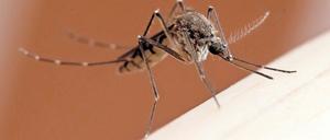 Meist harmlos. Im Gegensatz zu den Stechmücken, deren Stiche weniger Schmerzen verursachen, sind Kriebelmücken und Gnitzen besonders fies.