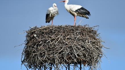 Manche Störche werfen ihren Nachwuchs aus dem Nest.