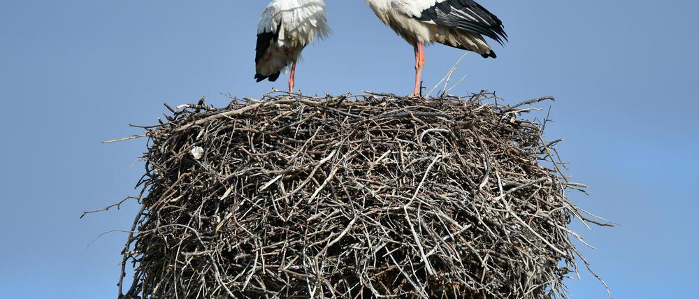 Manche Störche werfen ihren Nachwuchs aus dem Nest.
