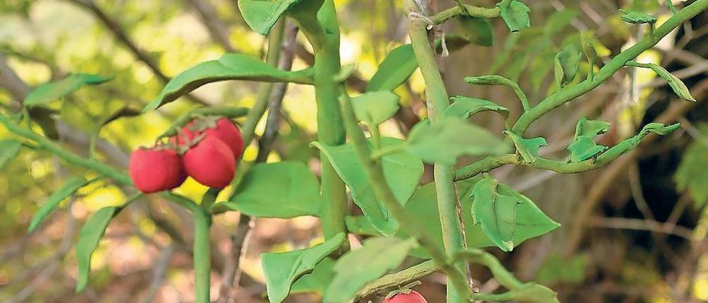 Kunst? Natur? Bei dem Zwitter aus Tabak- und Tomatenpflanze ist die Antwort auf diese Fragen klar.