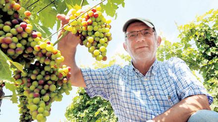 Frühreif. Winzer Manfred Lindicke begutachtet seine Reben. In diesem Jahr verfärben sich einige Sorten wetterbedingt zwei Wochen früher als üblich.