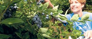 Reif für die Ernte. Im Land Brandenburg wachsen auf 107 Hektar Heidelbeeren. Am Freitag wurde in Klaistow die Saison eröffnet.