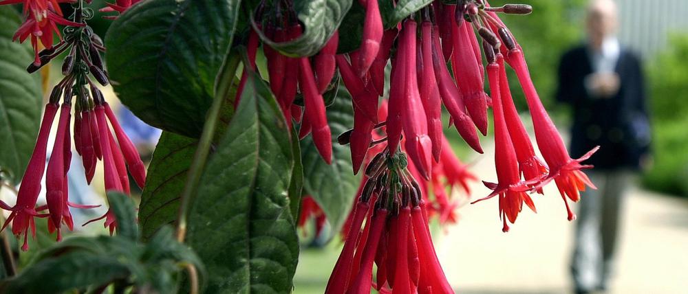 Christa und Konrad Näser laden zum Fuchsientag in ihren Blütengarten ein.