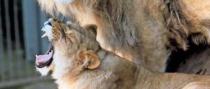 Die wollen nur spielen. Im Wildpark Johannesmühle in Baruth/Klasdorf (Teltow Fläming) leben neben Löwen auch Wölfe, Bären und Wildpferde.
