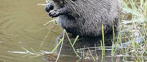 Mein lieber Biber! Das größte Nagetier Europas soll einem Mann gefährlich geworden sein.