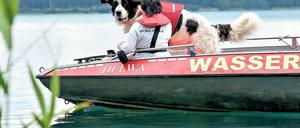 Vierbeiniger Retter. Otis war bisher Spurensuchhund an Land, jetzt soll er als erster Hund in Brandenburg eine Ausbildung fürs Gewässer bekommen.