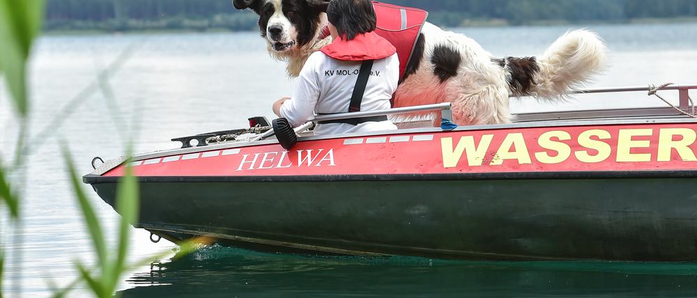 Hundeführerin Nicole Adam vom Deutschen Roten Kreuz trainiert mit ihrem ihrem Wasserortungshund Otis auf dem Helenesees nahe Frankfurt (Oder).
