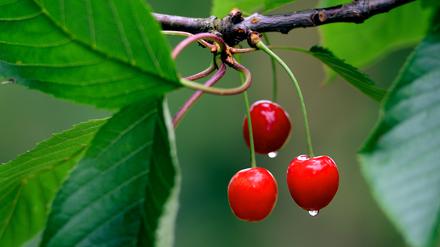 Die Obstbauern in der Region rechnen mit einer guten Kirsch-Ernte in diesem Jahr.