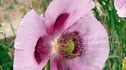 Schlummerkraut. Aus Schlafmohn wird Rohopium gewonnen.