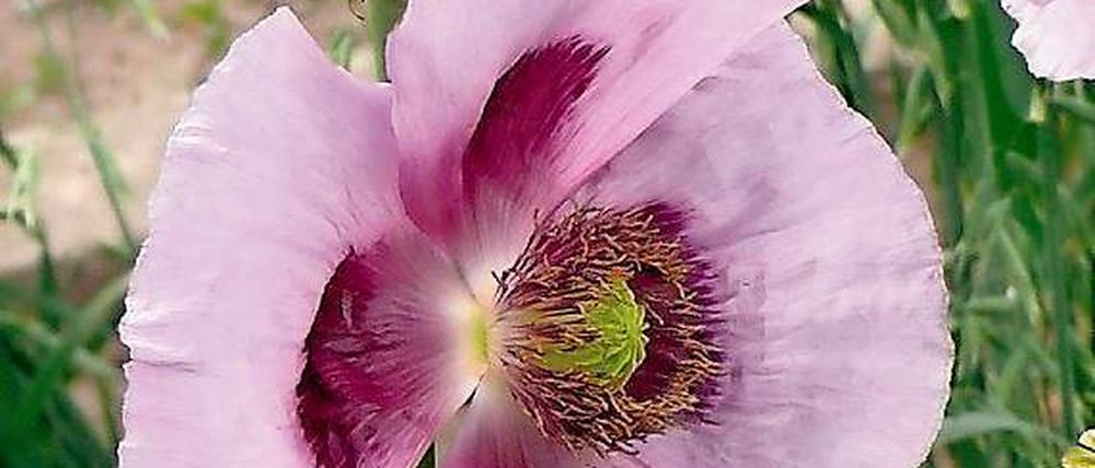 Schlummerkraut. Aus Schlafmohn wird Rohopium gewonnen.