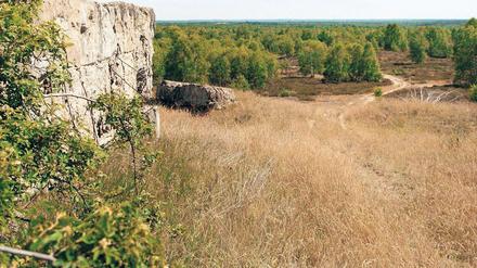 Landschaft intensiv. Wer beim Lauf durch die Döberitzer Heide mitmacht, spürt garantiert die Einsamkeit des Läufers inmitten der Natur.