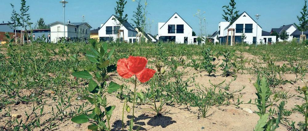 Erblüht. Das Bornstedter Feld hat sich nach schleppendem Beginn zu einem prosperierenden Stadtteil gemausert. Baugrundstücke für Einfamilienhäuser sind begehrt, die Preise deutlich nach oben geschnellt. In diesem und im nächsten Jahr werden die letzten Baugrundstücke auf den Markt gebracht.