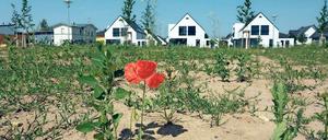 Erblüht. Das Bornstedter Feld hat sich nach schleppendem Beginn zu einem prosperierenden Stadtteil gemausert. Baugrundstücke für Einfamilienhäuser sind begehrt, die Preise deutlich nach oben geschnellt. In diesem und im nächsten Jahr werden die letzten Baugrundstücke auf den Markt gebracht.