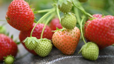 Noch sind die meisten Freilanderdbeeren aus Potsdam-Mittelmark grün. Das wird sich aber bald ändern.