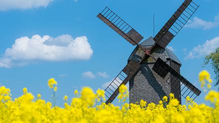 Die Bockwindmühle in Wilhelmsaue im Oderbruch öffnet auch zum Mühlentag.