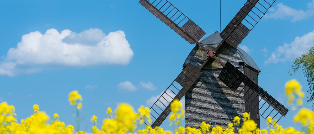 Die Bockwindmühle in Wilhelmsaue im Oderbruch öffnet auch zum Mühlentag.