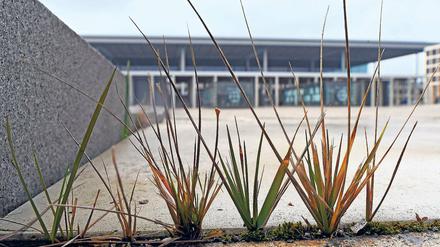 Das Gras wachsen hören. 2017, 2018 oder 2019 – den Eröffnungstermin für den Großstadtflughafen BER halten Experten nach wie vor für offen. Mittlerweile erobert sich die Natur die Baustellen zurück.