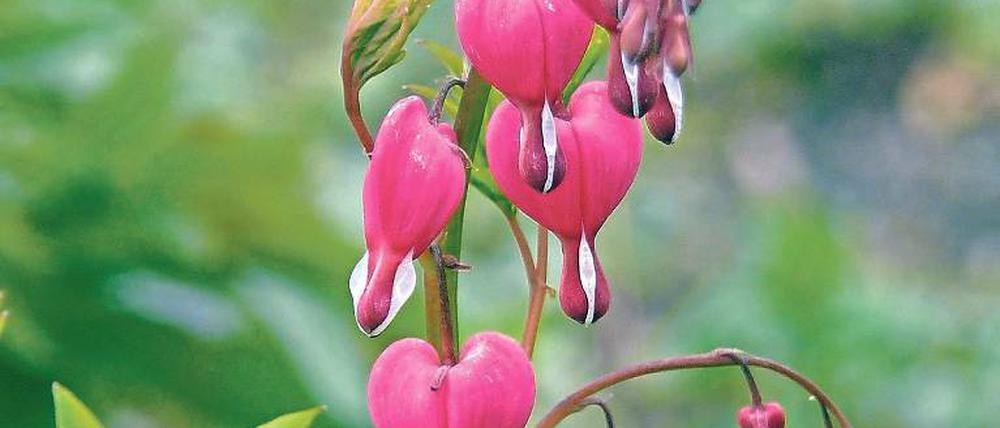 Elegante Blütenstände. Das Tränende Herz zählt zu den Mohngewächsen.