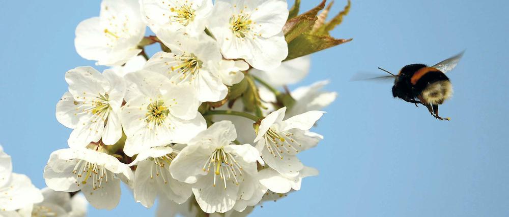 Bald verblüht? Der Nachtfrost in den kommenden Tagen kann für einige Blüten das Ende bedeuten. Aufgeblüht sterben sie bei zwei Grad unter Null, kurz vor dem Aufblühen reichen schon Temperaturen von einem halben Grad minus.