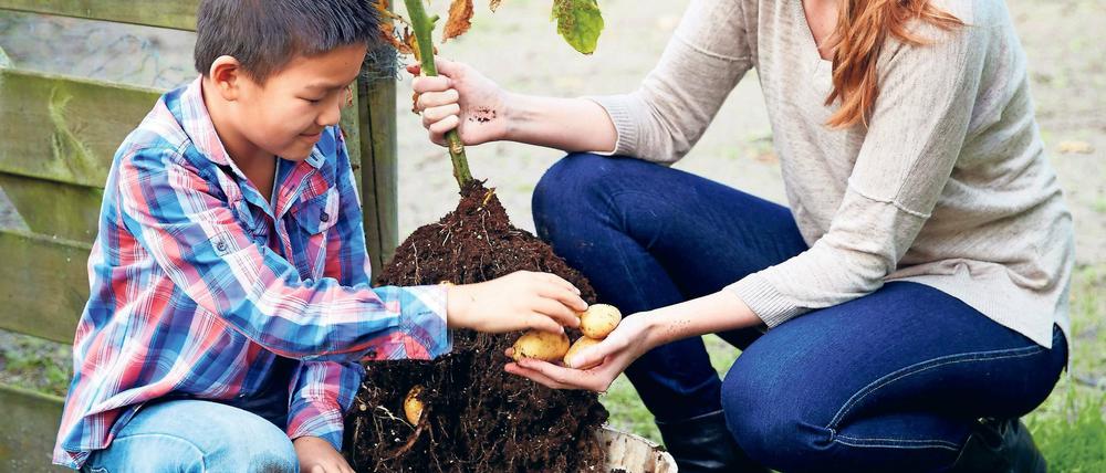 Von oben wie von unten lecker. Die Neuzüchtung Tomtato trägt doppelt.